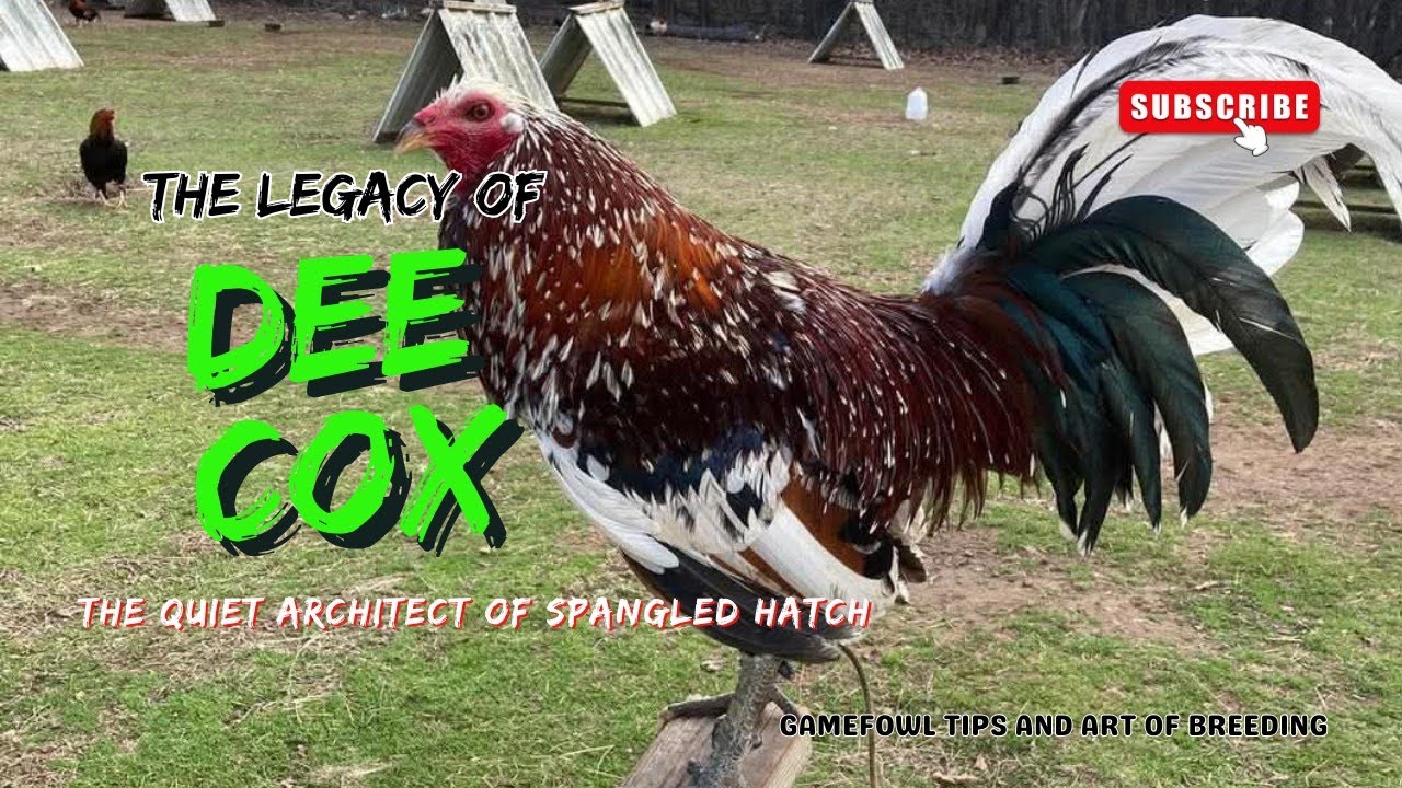 Dee Cox: The Quiet Architect of the Spangled Hatch | A Gamefowl Legacy That Still Fights Today