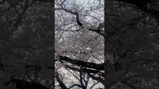 Nagano Ken Minowa Machi