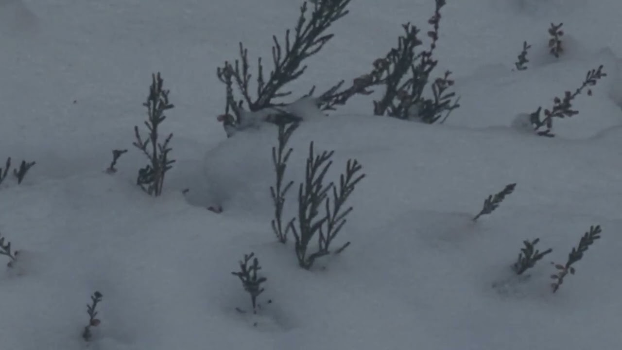 Leśny Kojący Reset dla Ciała i Myśli/Forest Reset For Body And Mind /Calm Forest Deep Ambient Music