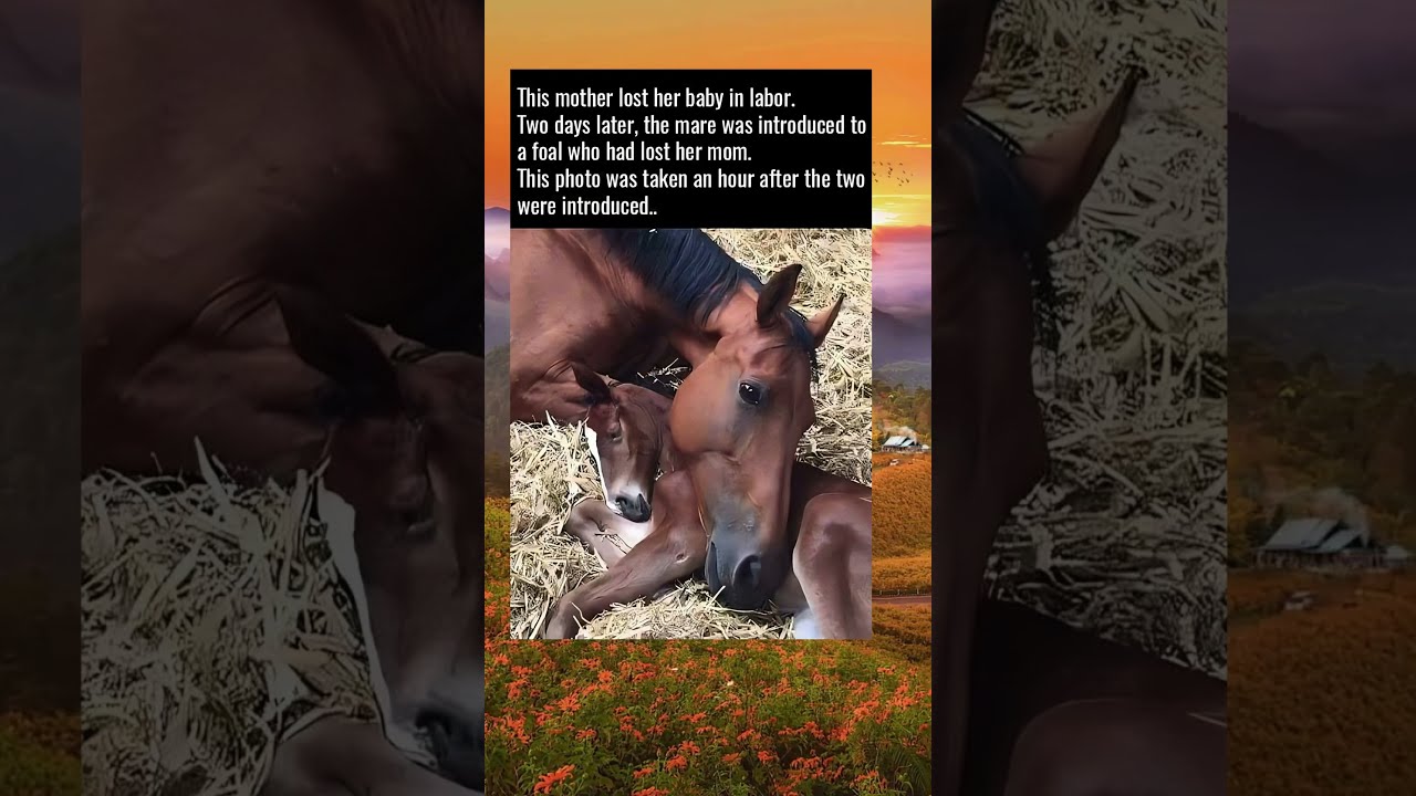 Baby Horse Who Lost Her Mother Gets Introduced To Mare