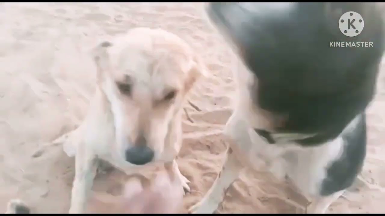 आप बेजुबानओं के लिए मेरे दिल में हमेशा प्यार रहेगा 