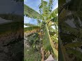 شجر الموز في الريف