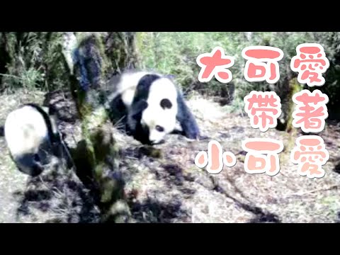 《熊貓播報》野生大熊貓母子同框畫面公開 | iPanda熊貓頻道