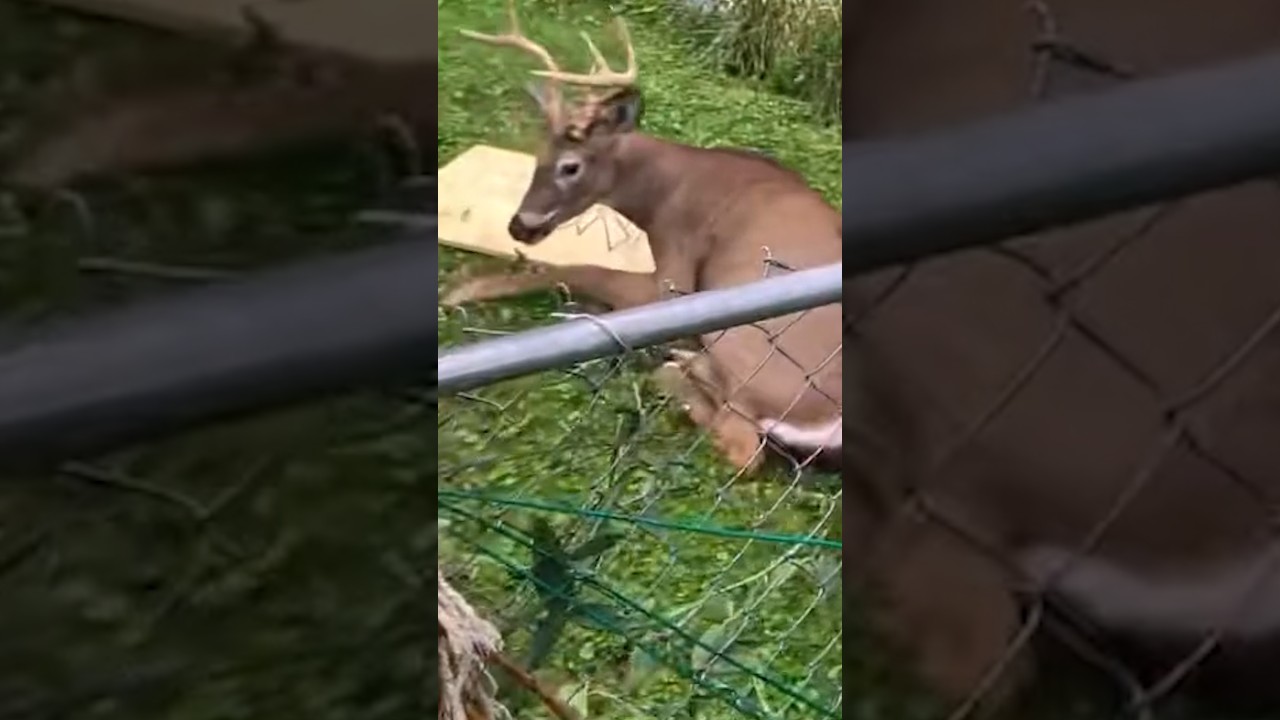 Police rescue deer caught in hammock