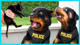 When A Police Dogs First Day On The Job Funny Dog Videos 2025