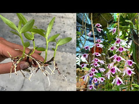 Video: Orkidékruka