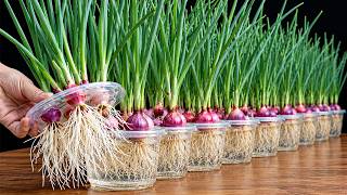No Soil Needed! Grow Green Onions in Water for Daily Harvests