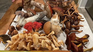 Mendocino Mushroom ID with Alan Rockefeller