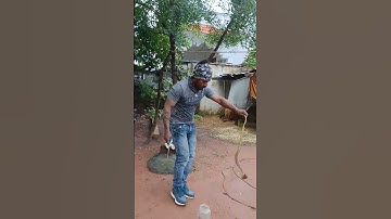 A snake caught in a fish net was rescued after the owner of the house reported it #cuddalore #cobra