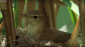 Cuckoo Hijacks Warbler Nest | Natural World | BBC Earth