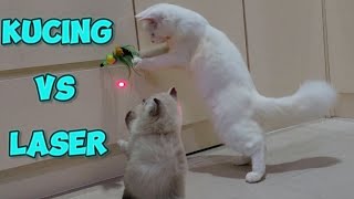 Reaksi kucing bermain laser