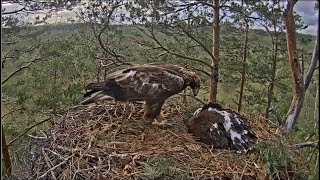 Latvian Golden Eagles ~ Spilve Tries To Wake Up Klints! Touches & Watches Her Deceased Eaglet 7.1.20