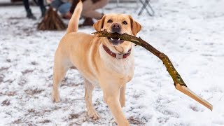 When your dog brings home a stick  Funniest Dog Ever!