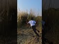 মিয়ে  যখন  কাশফুল  দেখে