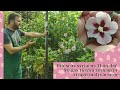 Különleges mályvacserje | Hibiscus syriacus 'Hamabo' – Magas törzsű rózsaszín virágú mályvacserje