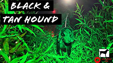 Black and Tan Hound