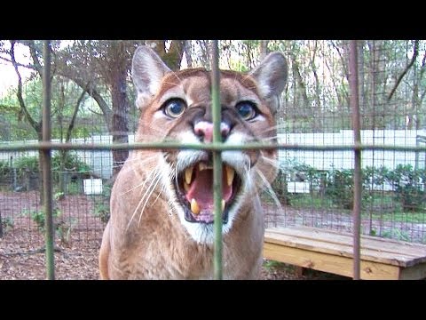 Видео: Florida cougar: описание и снимка