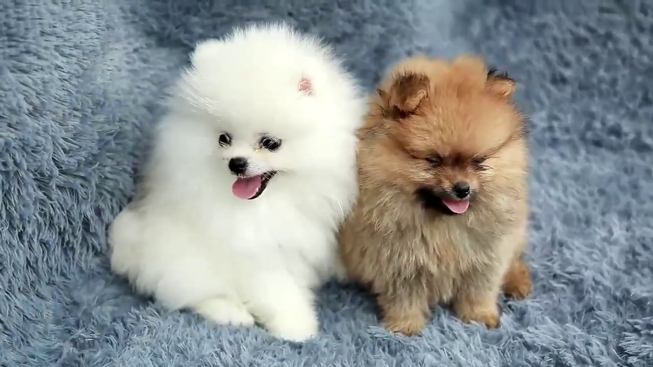 超級萌的博美犬狐狸犬 Pomeranian Pompom 博美犬狐貍犬 Youtube
