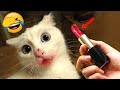 Funniest animals 2023  new funny cats and dogs  part 11