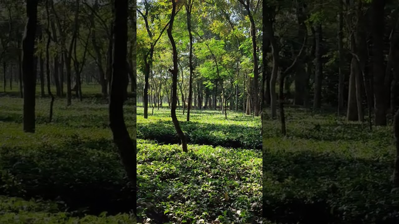 পঞ্চগড়ের সমতল ভূমির চা-বাগান ❤️💚।Kazi&Kazi Tea Estate,Tetulia #tetulia#panchagarh#tea#teaestates
