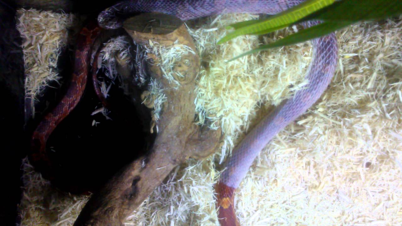 camera iphone 8 plus apk One year old corn snake shedding its skin