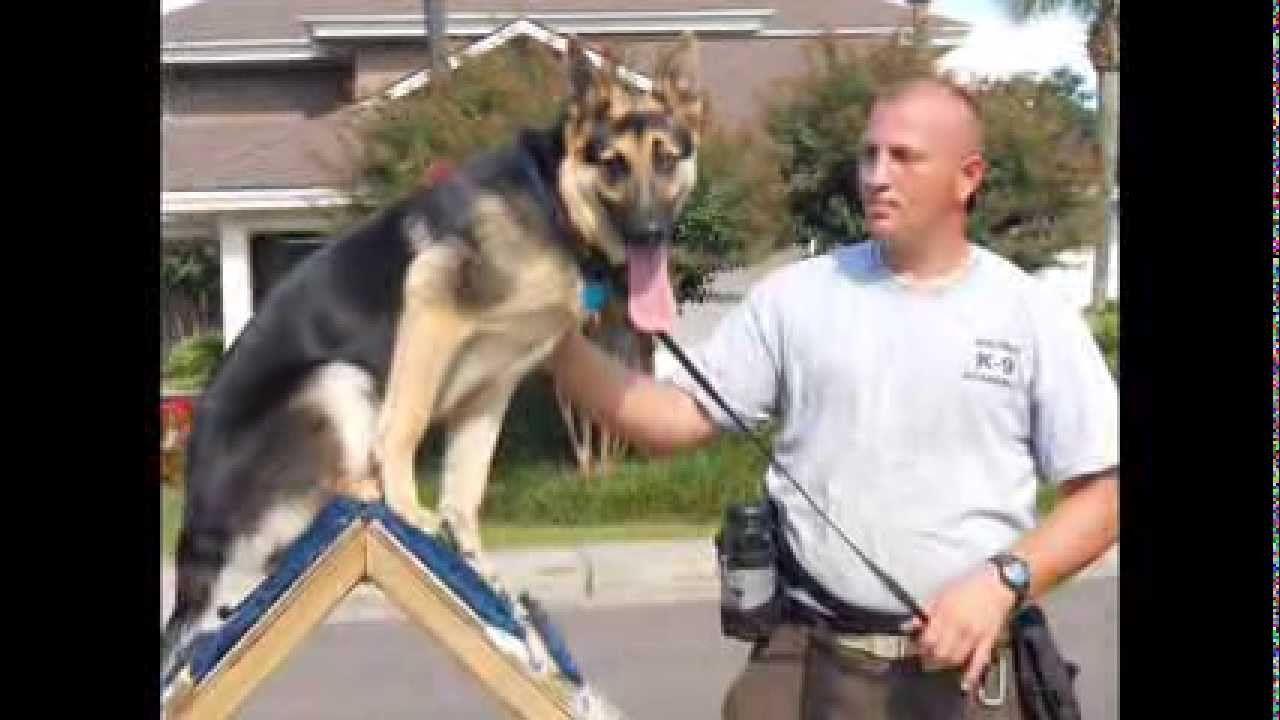 Milton K9 Academy YouTube