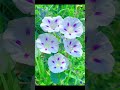 #flowers ফুল সব সময় সুন্দর পরিবেশের চারদিকে রঙিন করে তোলে #bollywood #song #coversong