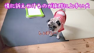 情に訴えかける作戦でダイエットを乗りきろうと企むパグ犬ぷぅ Pug