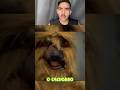 NUNCA DIGA ISSO AO SEU CACHORRO!!! 😱