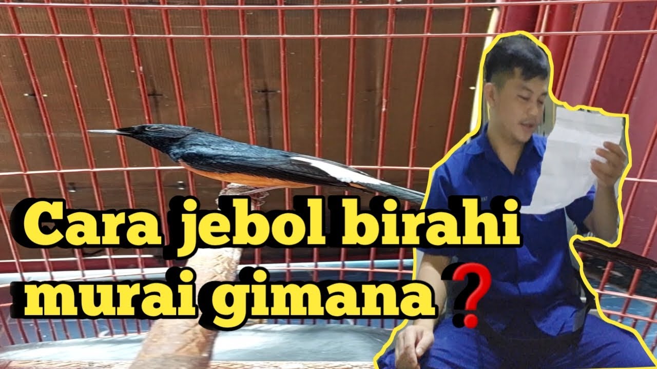 Cara jebol birahi murai gimana❓️