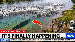 AUSTRALIA Is Releasing 1.8-Metre River Monsters Into Carp-Infested Waters — Results Are Coming In!