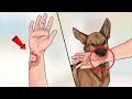 कुत्ते के हमले से बचने के 5 सबसे आसान तरीके How to Survive a Dog Attack