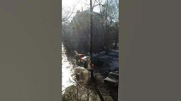 От дерева идет пар
