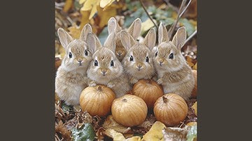 Essential Data on Magic Spectacles