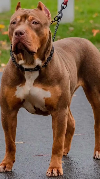 #dog#tiger #short #video #viral