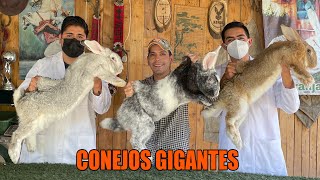 Crianza de CONEJOS GIGANTE DE FLANDES | Propósitos para mascota ¿Quieres iniciar tu proyecto?