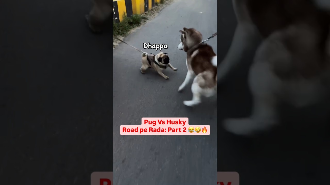 pug vs husky fight 🐕‍🦺😂 