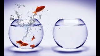 Sahte Sebepler Akvaryumdaki Taş Hikâyesi