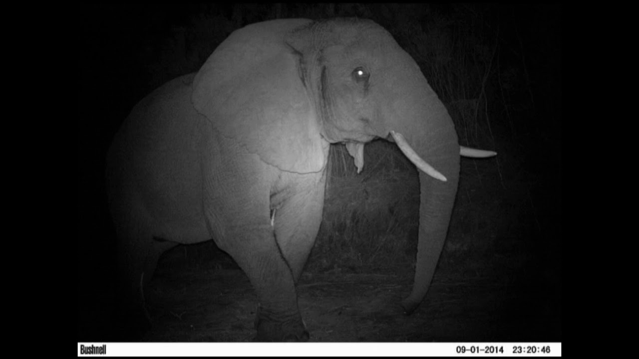 Knysna elephant survey