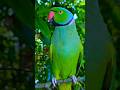 Bittu Bittu Song Talking Parrot Cute Birds