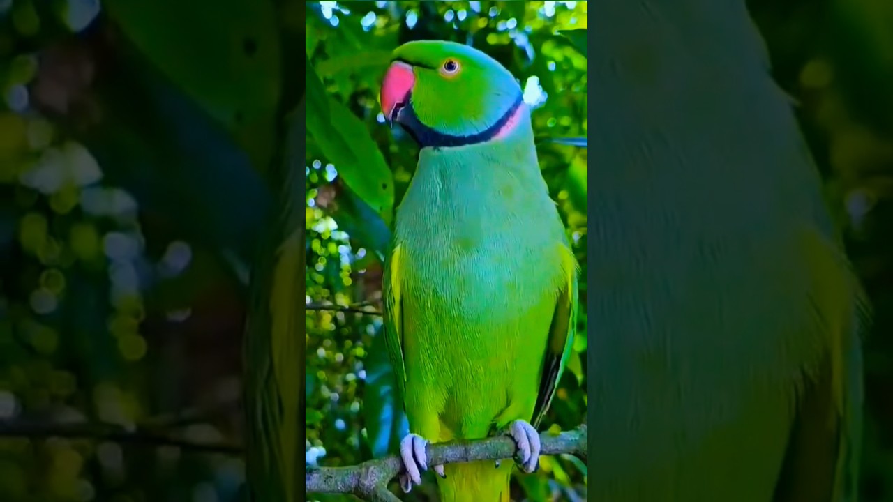 Bittu Bittu song talking 