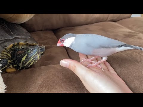 カメに対して動かない時だけ強気になる文鳥