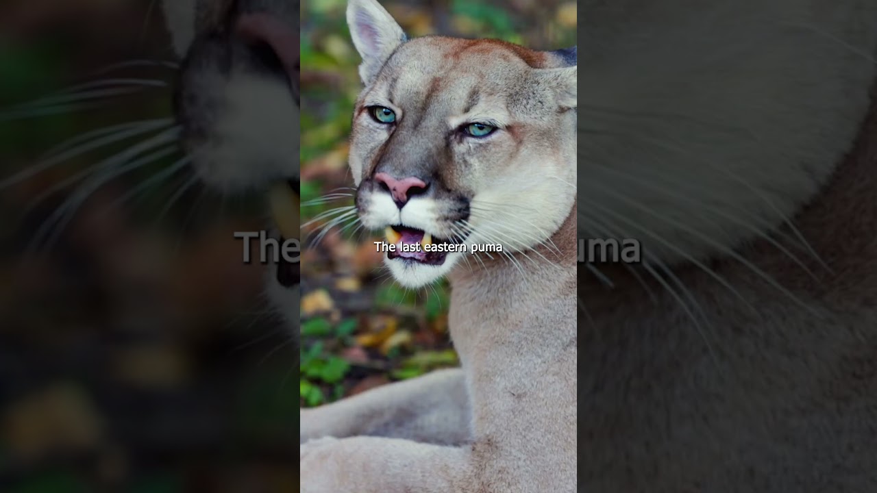 THE PUMAS HAVE GONE EXTİNCT! 