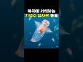 무각거북고둥 (Clione)