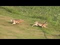 Hares chasing each other  hasenjagd lepus europaeus