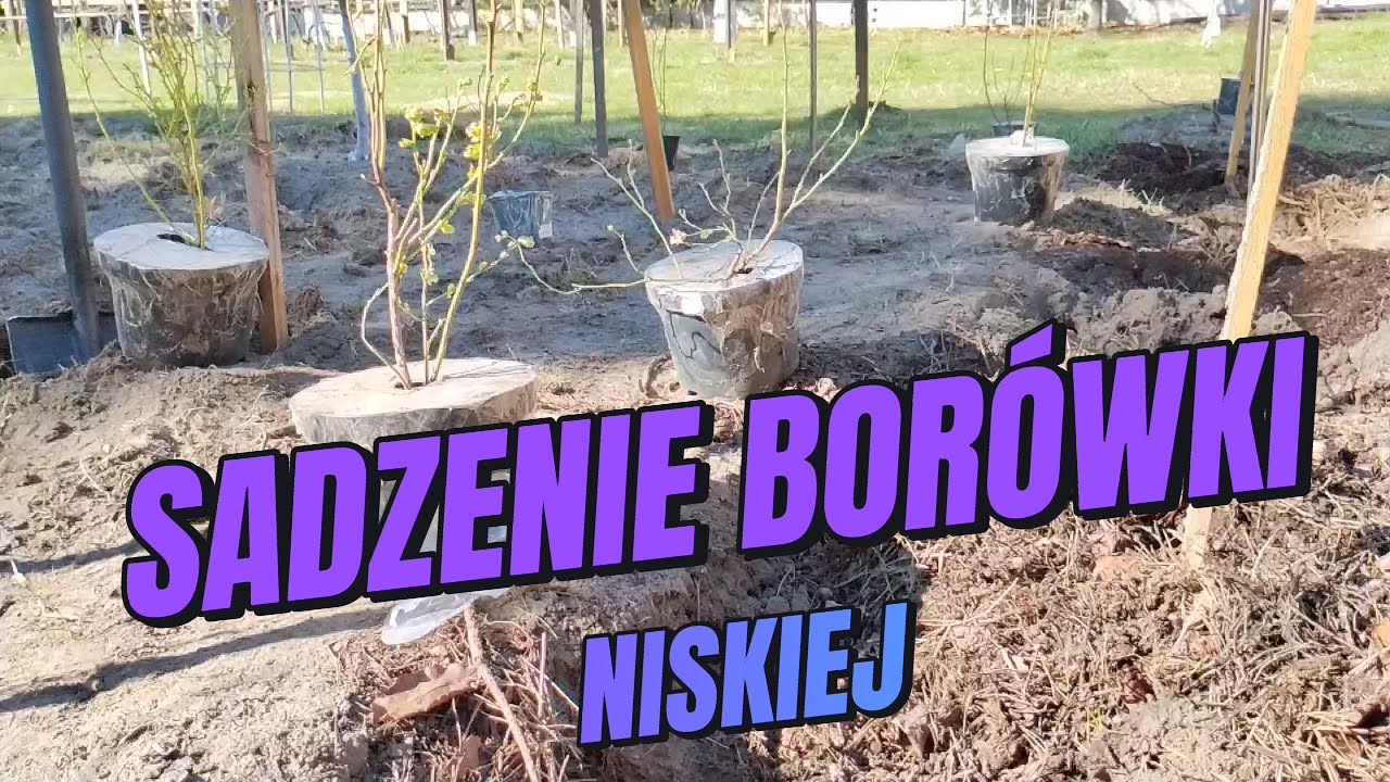 SADZENIE BORÓWKI (niskiej) - jak to zrobić?