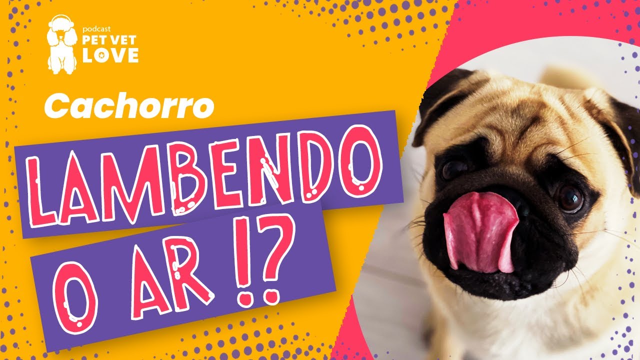 Cachorro Lambendo o Ar Compulsivamente - YouTube