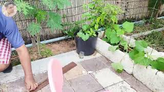 Moony Weekend Act/Agriculture: Making Net for Cucumber Growing up on