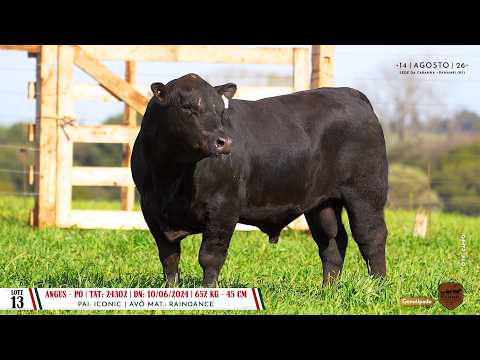 Lote 13 TAT 24302 - Dia 14/08 Leilão Cab. Soldera - Cadastos Parceria Leilões - Trans. TV El Campo