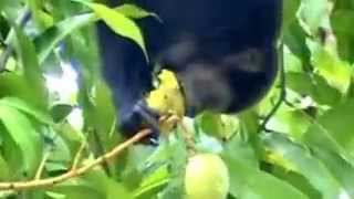 Howler Monkeys visit property